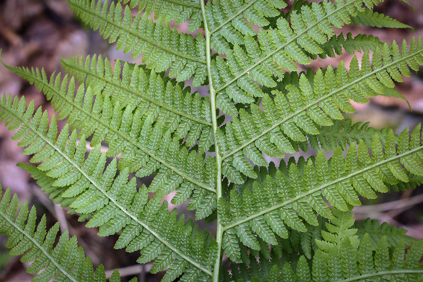 Изображение особи Athyrium filix-femina.