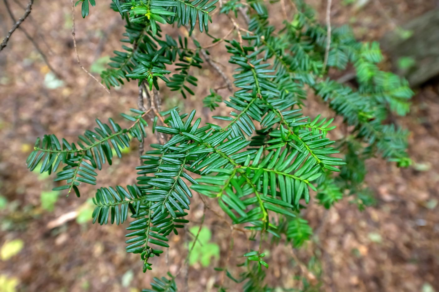 Image of Taxus cuspidata specimen.