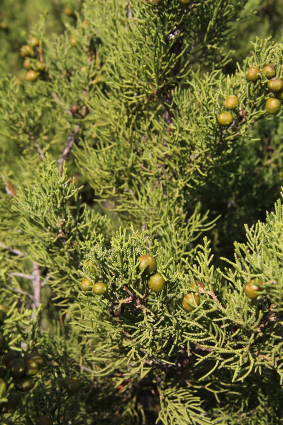 Изображение особи Juniperus phoenicea.