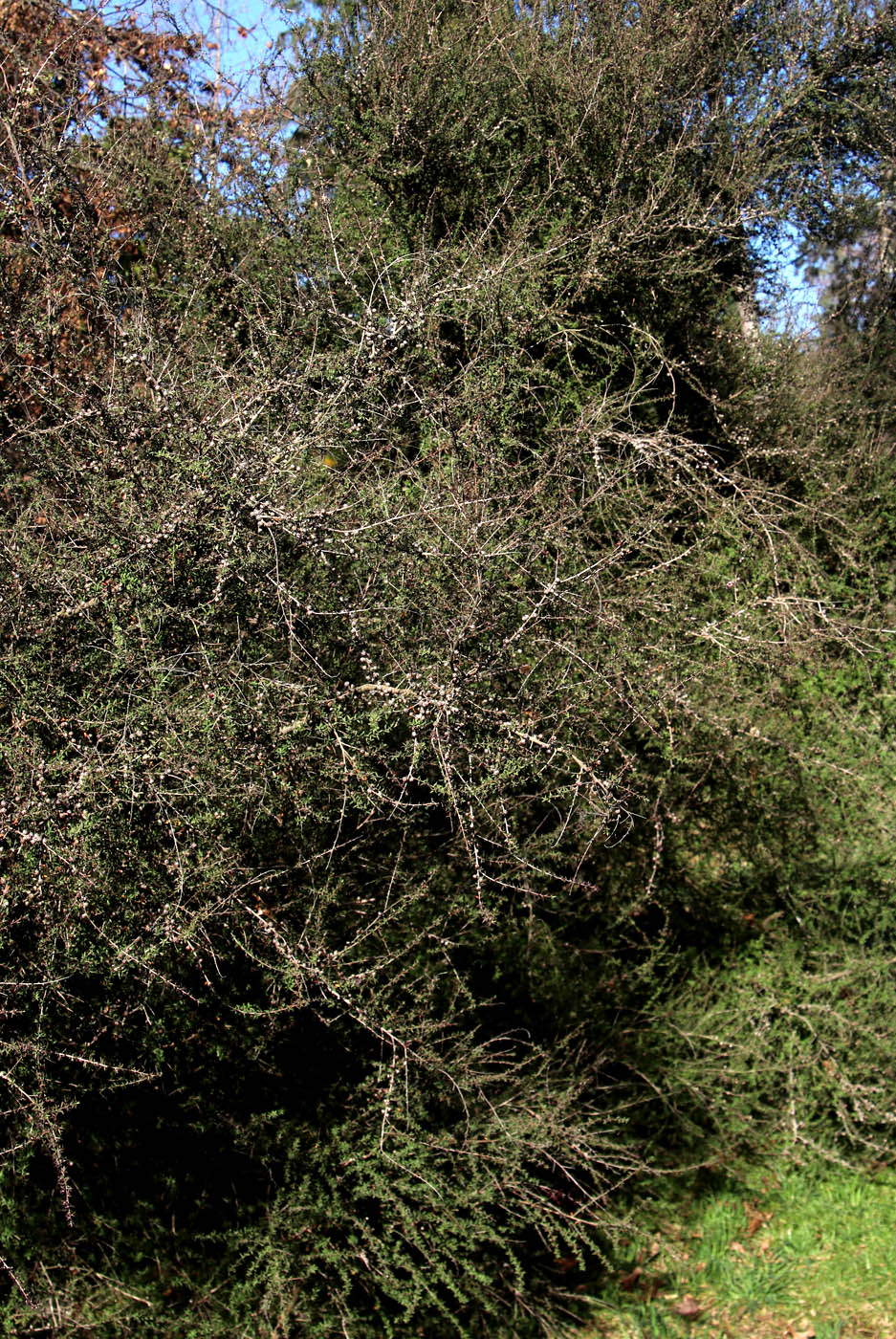 Изображение особи Leptospermum scoparium.