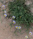 Heteropappus altaicus. Цветущие растения. Китай, пров. Ганьсу, хр. Циляньшань, дол. Матисы, ≈ 2600 м н.у.м., глинистый склон. 05.06.2025.