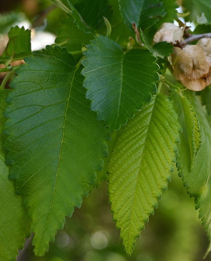 Изображение особи род Ulmus.