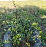 Ilex × meserveae. Цветущее растение, хлорозит. Волгоград, Красноармейский р-н. 15.05.2026.