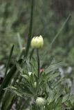 genus Anemone. Верхушка растения с раскрывающимся бутоном. Белгородская обл., пос. Ракитное, ул. Сосновая, 2, в культуре. 16 мая 2026 г.