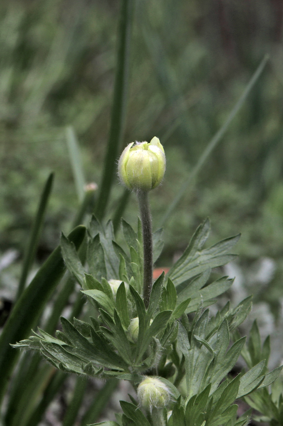 Image of Anemone lithophila specimen.