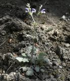 Salvia veneris