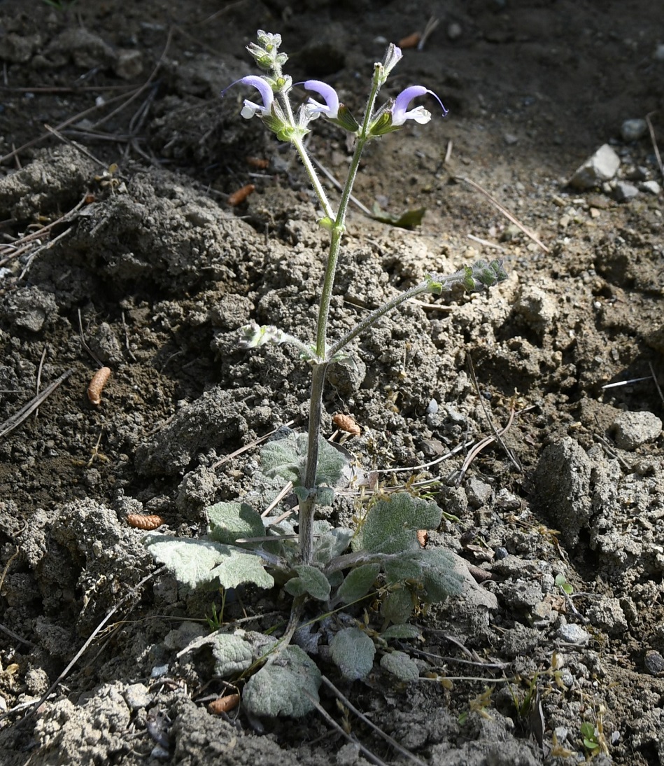 Image of Salvia veneris specimen.