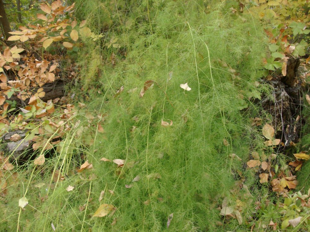 Image of Asparagus officinalis specimen.