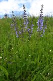 Salvia pratensis