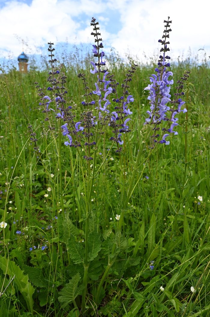 Изображение особи Salvia pratensis.