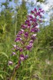 Orchis militaris. Соцветие. Ленинградская обл., Ломоносовский р-н, окр. пос. Глядино, сырой луг на известняке. 7 июня 2026 г.