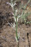 Astragalus varius