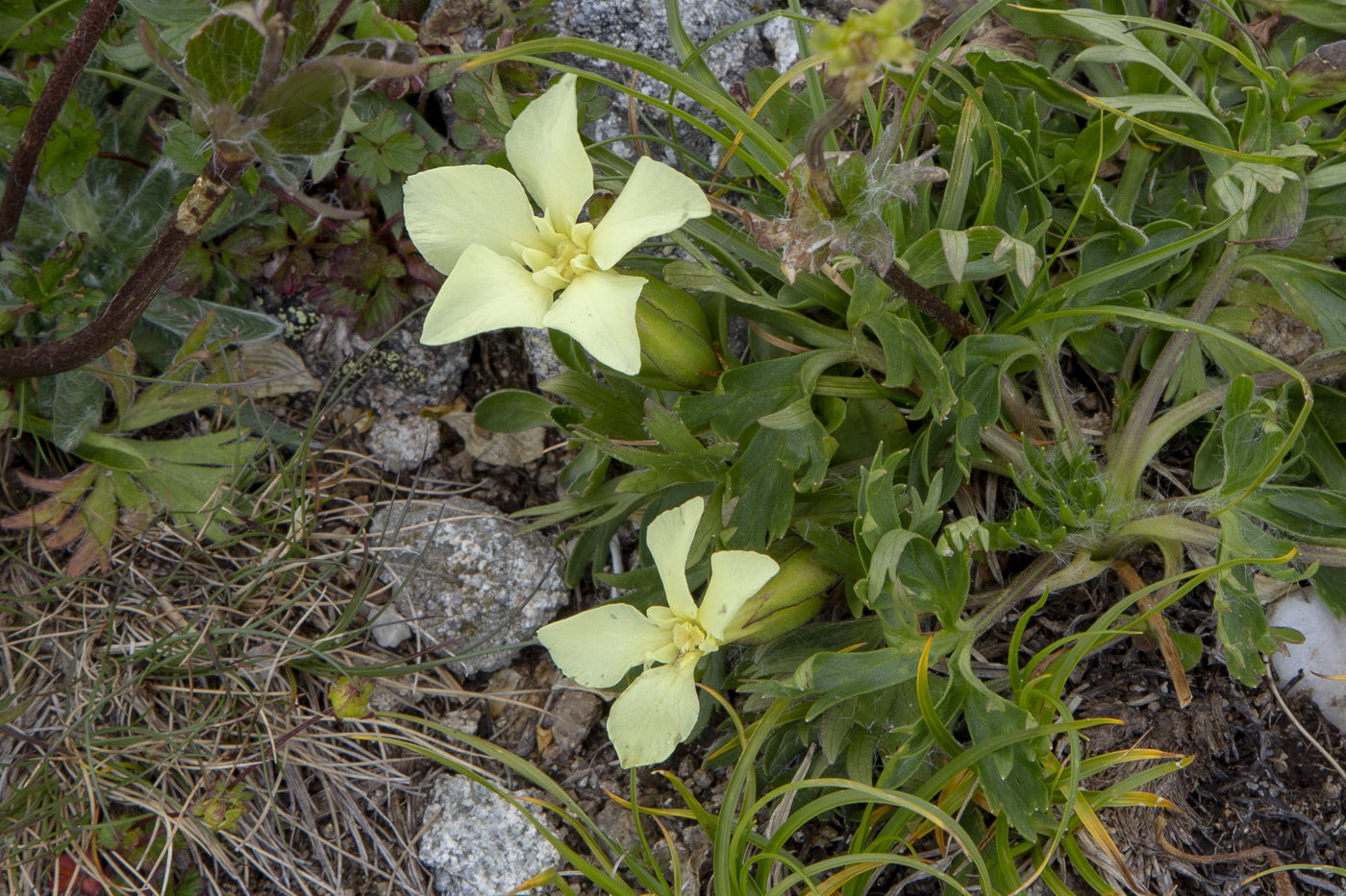 Изображение особи Gentiana oschtenica.