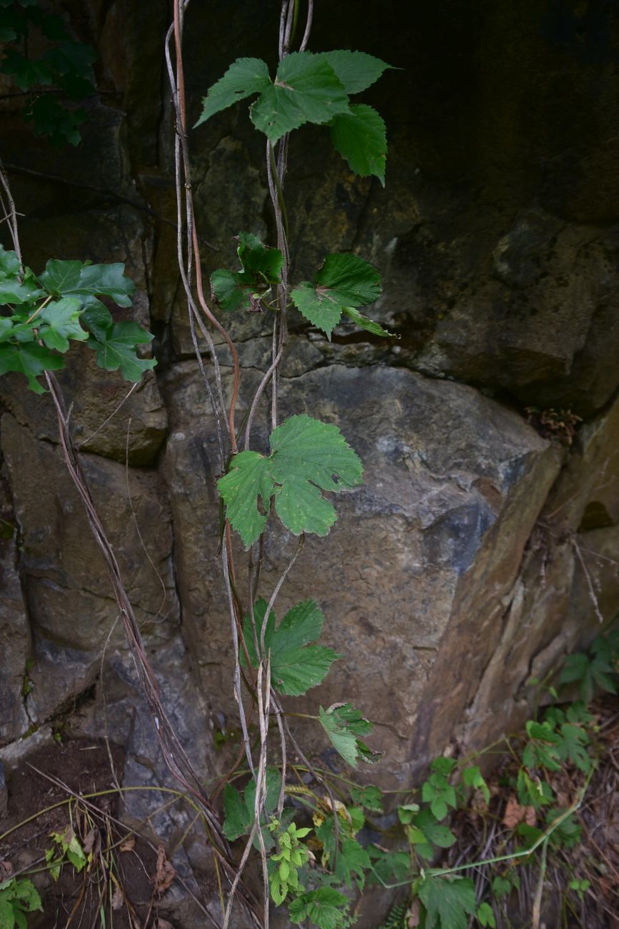 Изображение особи Humulus lupulus.