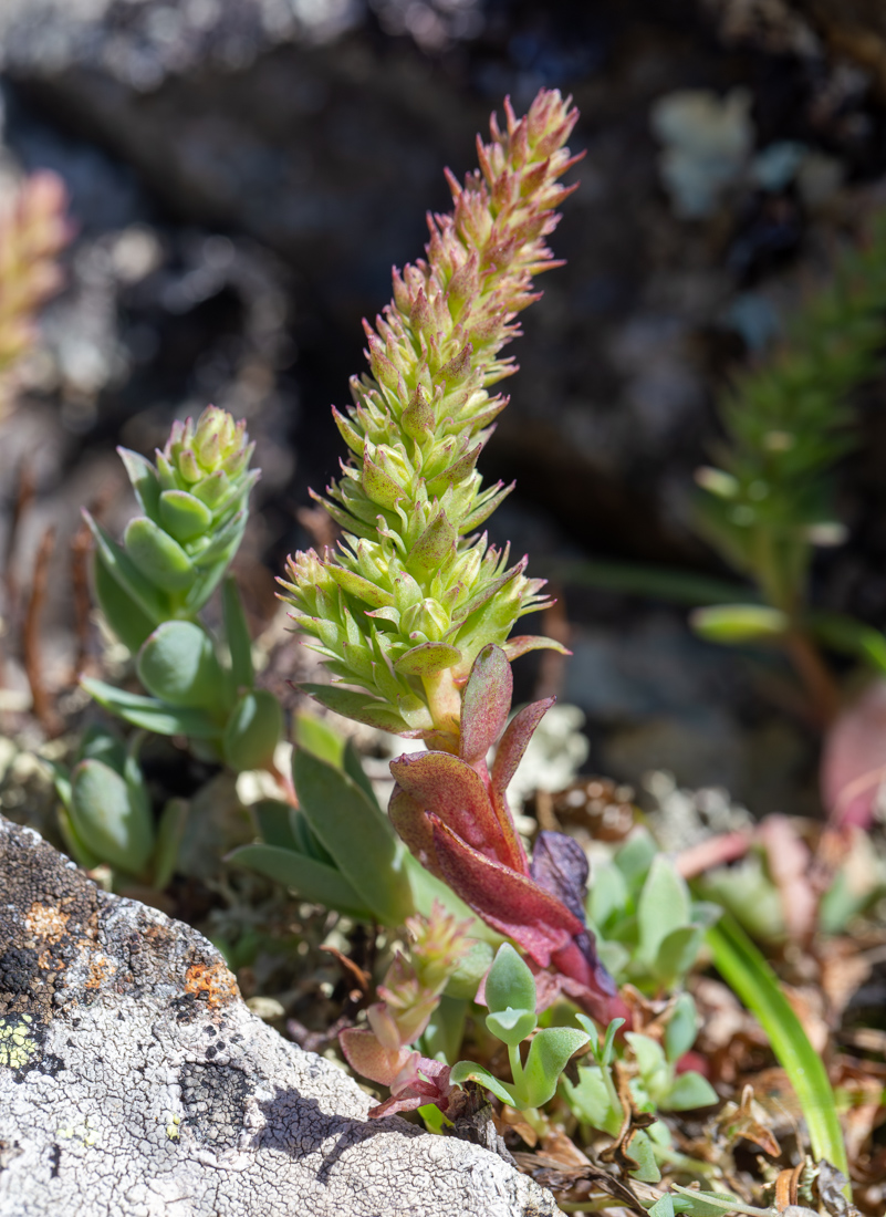 Image of Orostachys boehmeri specimen.