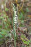 Spiranthes spiralis. Соцветие с цветками и завязавшимися плодами. Краснодарский край, Крымский р-н, окр. станицы Неберджаевская, ур. Темрючки, старый плодовый сад, зарастающий Crataegus и Carpinus orientalis, в междурядье. 19.09.2026.