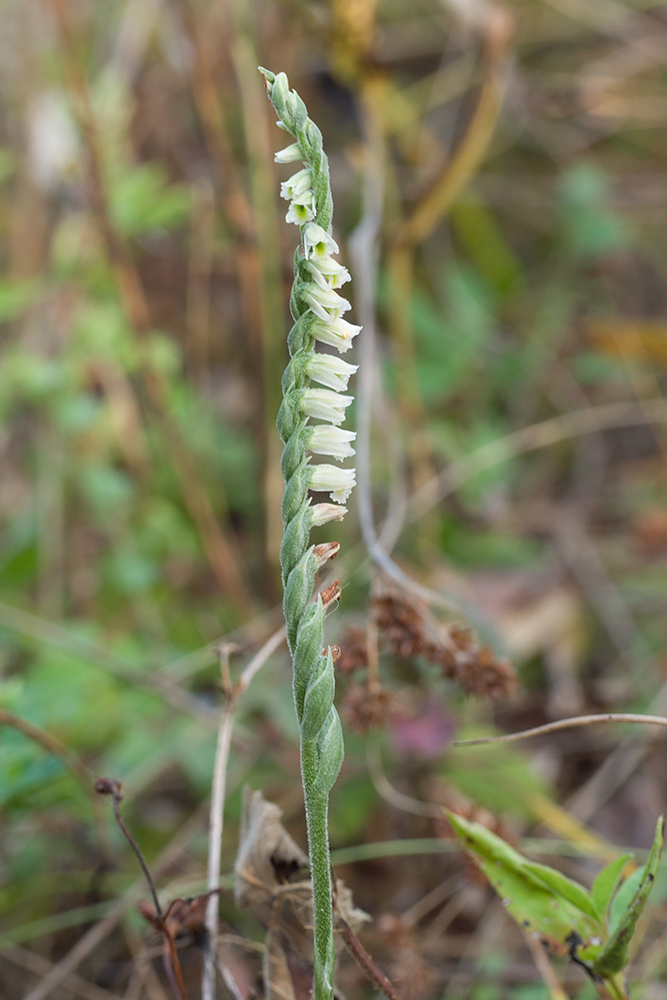 Image of Spiranthes spiralis specimen.