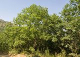 Quercus pubescens. Плодоносящие растения. Дагестан, Каякентский р-н, окр. с. Башлыкент, гора Джавандаг, ≈ 400 н.у.м., склон с.-в. экспозиции, дубовый лес. 26.07.2026.