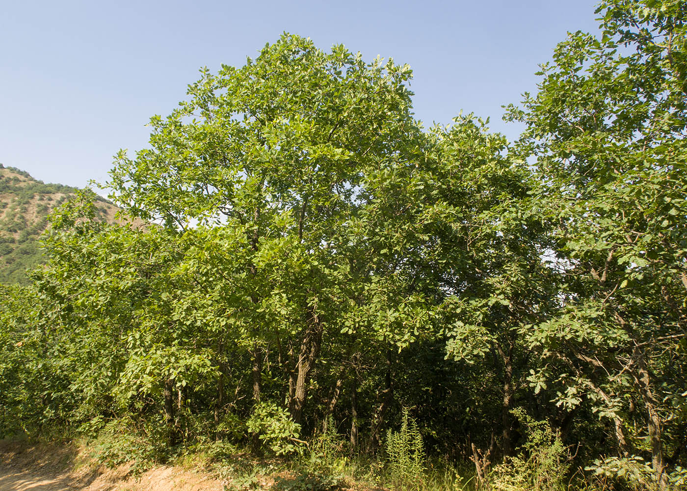 Image of Quercus pubescens specimen.