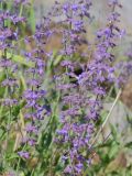 Perovskia scrophulariifolia