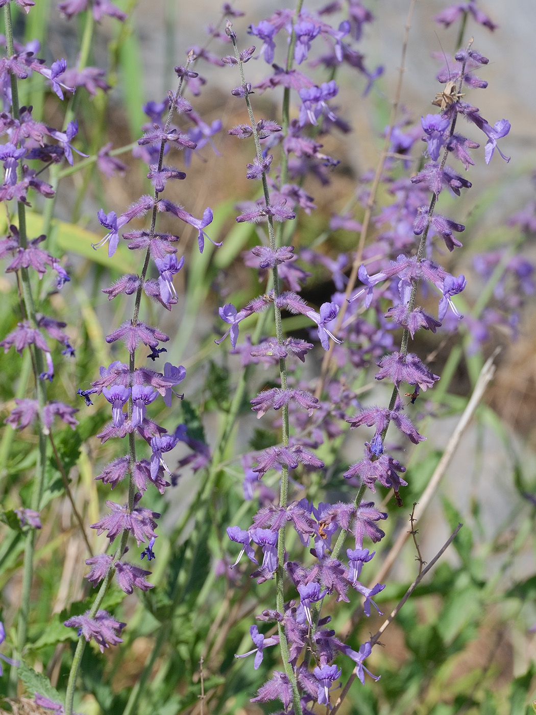Image of Perovskia scrophulariifolia specimen.