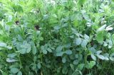 Vicia serratifolia