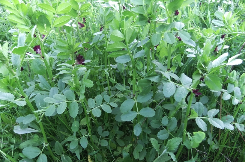 Image of Vicia serratifolia specimen.