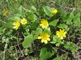 Ficaria stepporum