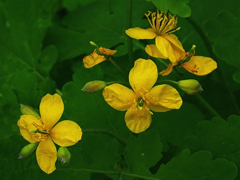Image of Chelidonium majus specimen.