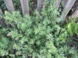 Medicago sativa. Цветущее растение., Новосибирская обл., Карасукский р-н, с. Благодатное. 08.06.2011.