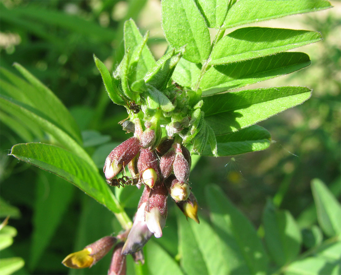 Image of Vicia sepium specimen.