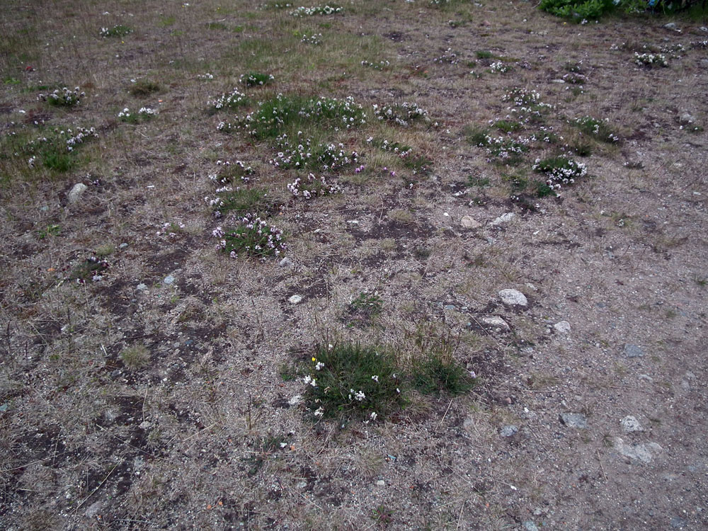 Изображение особи Oxytropis sordida.