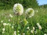 Trifolium montanum