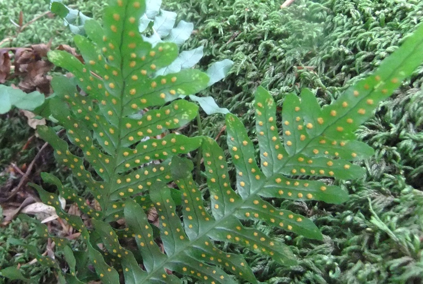 Изображение особи Polypodium vulgare.