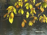 Salix caprea. Ветви с листьями в осенней окраске. Москва, Кузьминский лесопарк. 16.10.2004