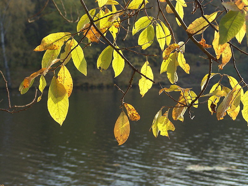 Изображение особи Salix caprea.