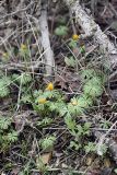 Eranthis longistipitata