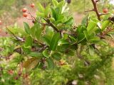 Pyracantha coccinea