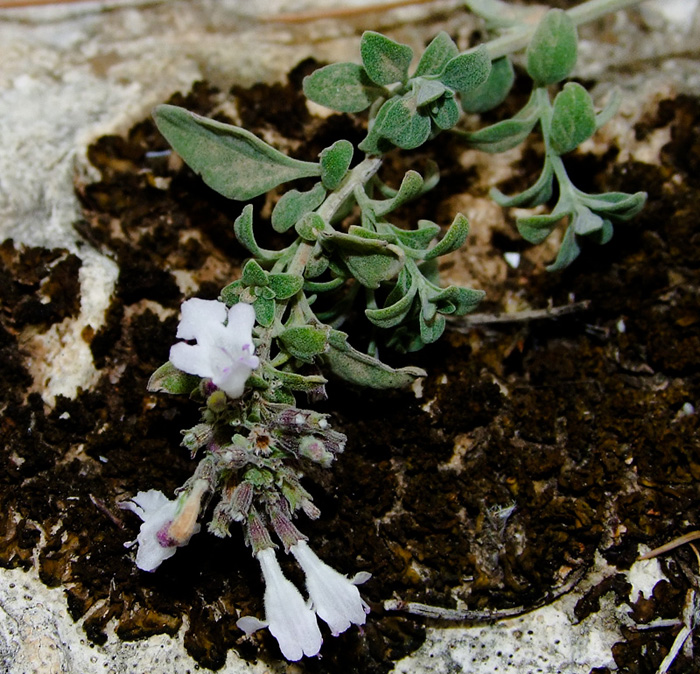 Image of Micromeria fruticosa specimen.
