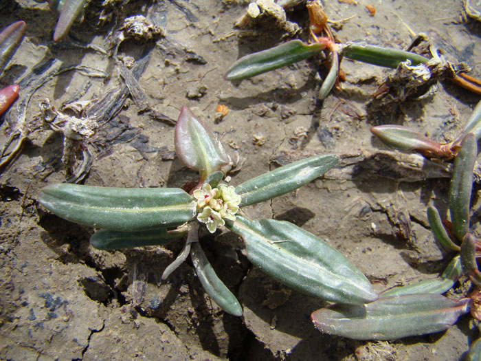 Image of Knorringia pamirica specimen.