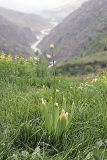 Allium stipitatum