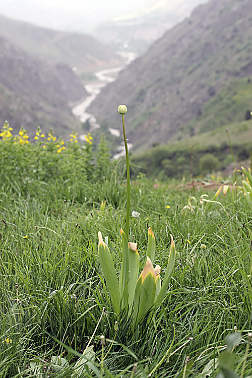 Изображение особи Allium stipitatum.