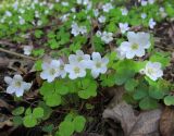 Oxalis acetosella