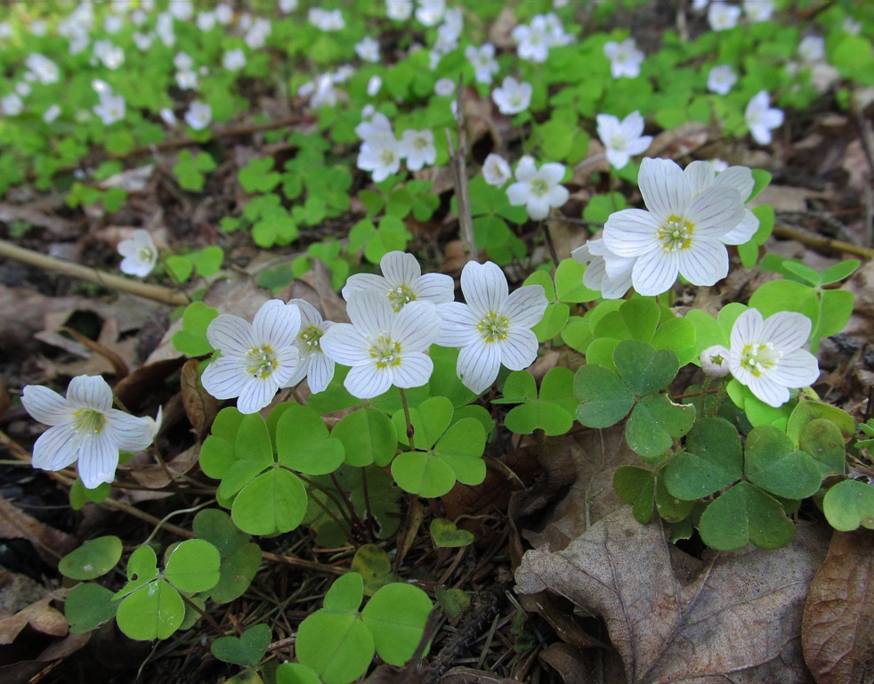 Изображение особи Oxalis acetosella.