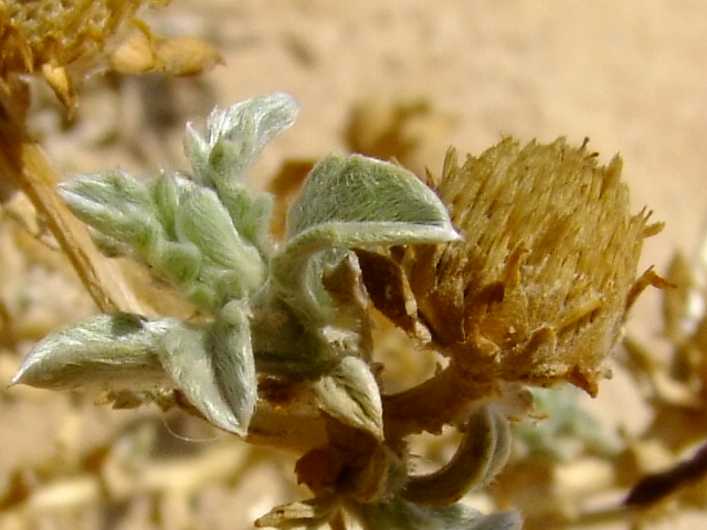 Image of Anvillea garcinii specimen.