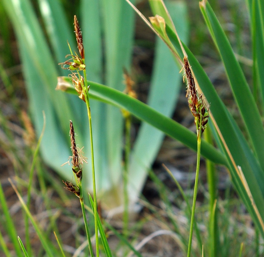 Изображение особи род Carex.