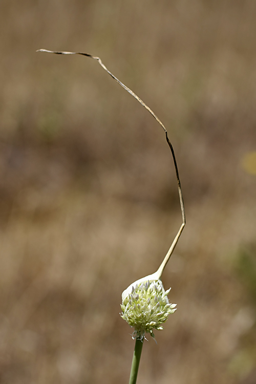 Изображение особи Allium longicuspis.