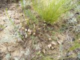 Astragalus sytinii