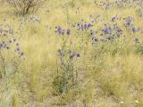 Echinops biebersteinii. Цветущие растения в солонцеватой степи с доминированием ковыля Лессинга (Stipa lessingiana). Саратовская обл., Саратовский р-н, поблизости от ручья. 7 августа 2011 г.