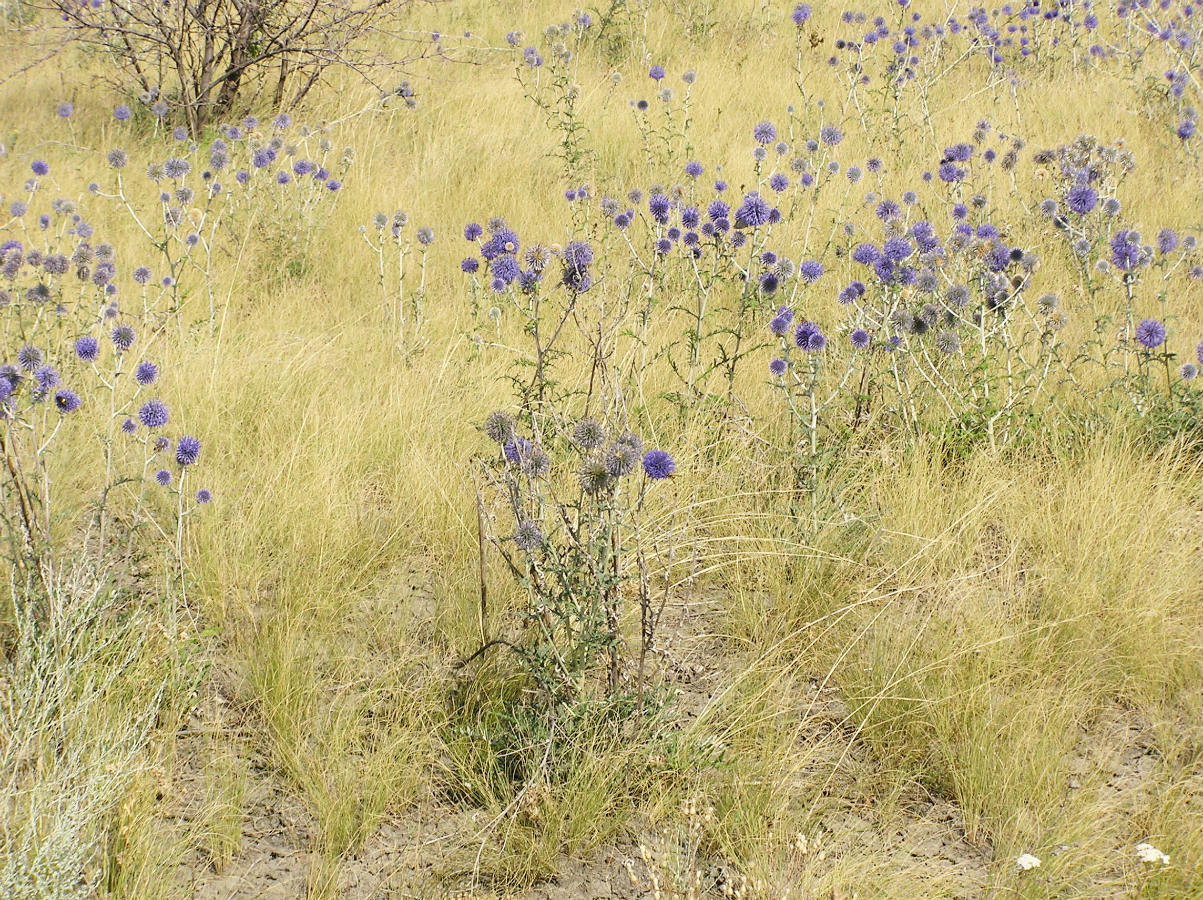 Изображение особи Echinops ruthenicus.